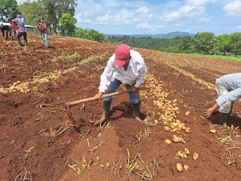 El acuerdo entre Gobierno y sector papero apunta a garantizar el abastecimiento nacional y reducir la incertidumbre en el próximo ciclo agrícola.