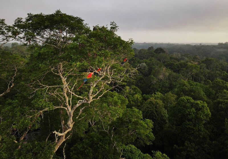 Guacamayos en un árbol en la selva amazónica en Manaos, estado de Amazonas, Brasil. (Reuters)