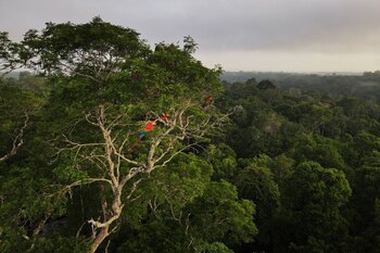 Guacamayos en un árbol en