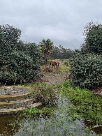 Dos caballos pastan pacíficamente en