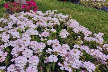 Las tres variedades fueron diseñadas