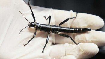 El insecto palo de la