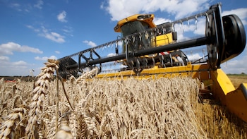 Los precios del trigo se