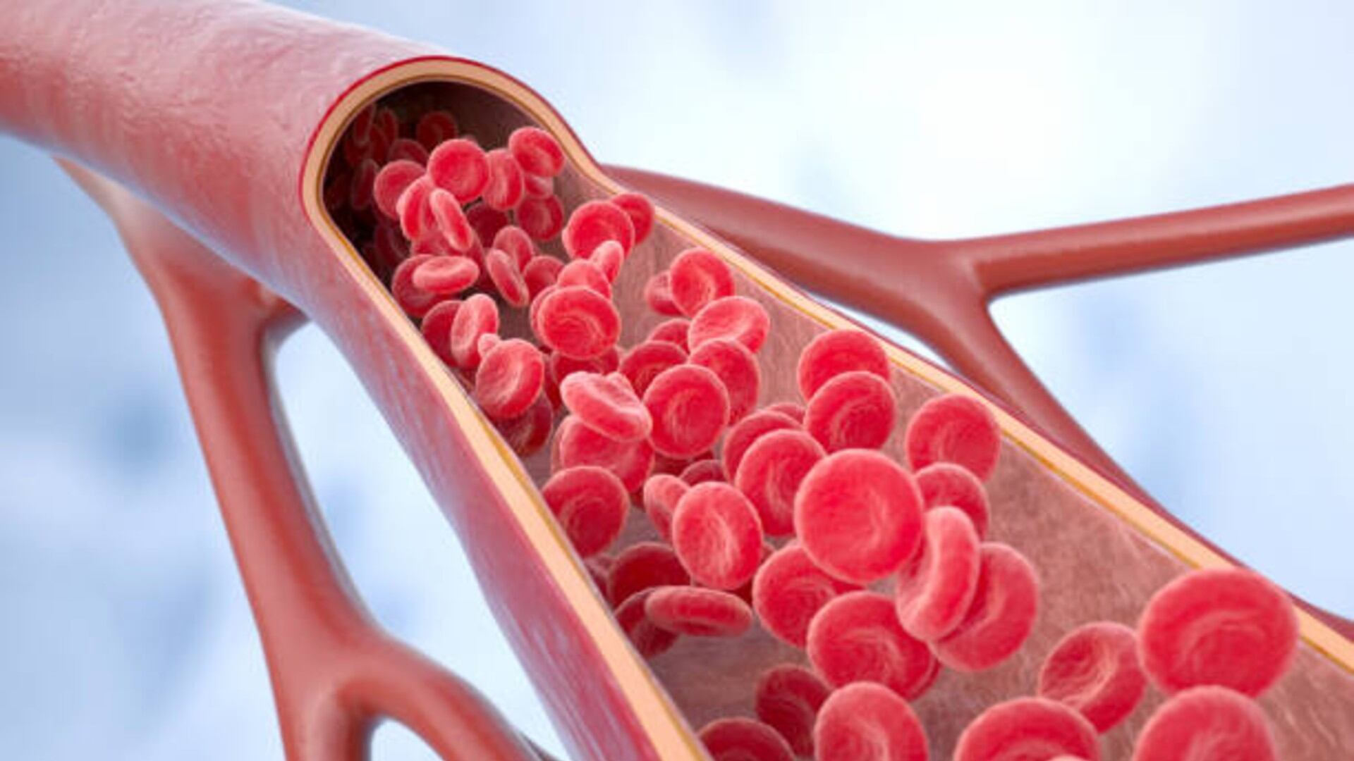 Un funcionamiento adecuado del sistema cardiovascular depende del equilibrio en la circulación sanguínea, lo que favorece la preservación de funciones vitales y disminuye riesgos asociados a niveles inadecuados de tensión arterial. Foto: (iStock)