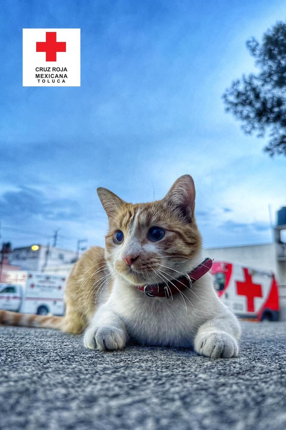 Cruzberto había ganado bastante popularidad y cariño entre el personal de la Cruz Roja y vecinos de la zona. Foto: (Cruz Roja Toluca)