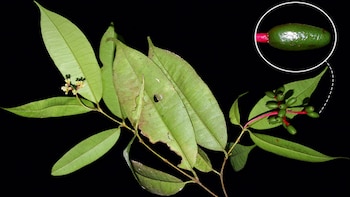 Descubren en Oxapampa nueva especie de árbol que sería endémica del Perú y habita en tres áreas naturales protegidas