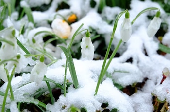 El New Year Plant Hunt