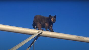 Automovilistas captaron en video al