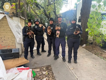 Ninguno de los cachorros presentó lesiones. Crédito: SSC