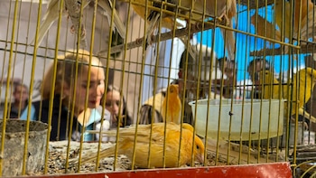 Especies aseguradas fueron resguardadas en