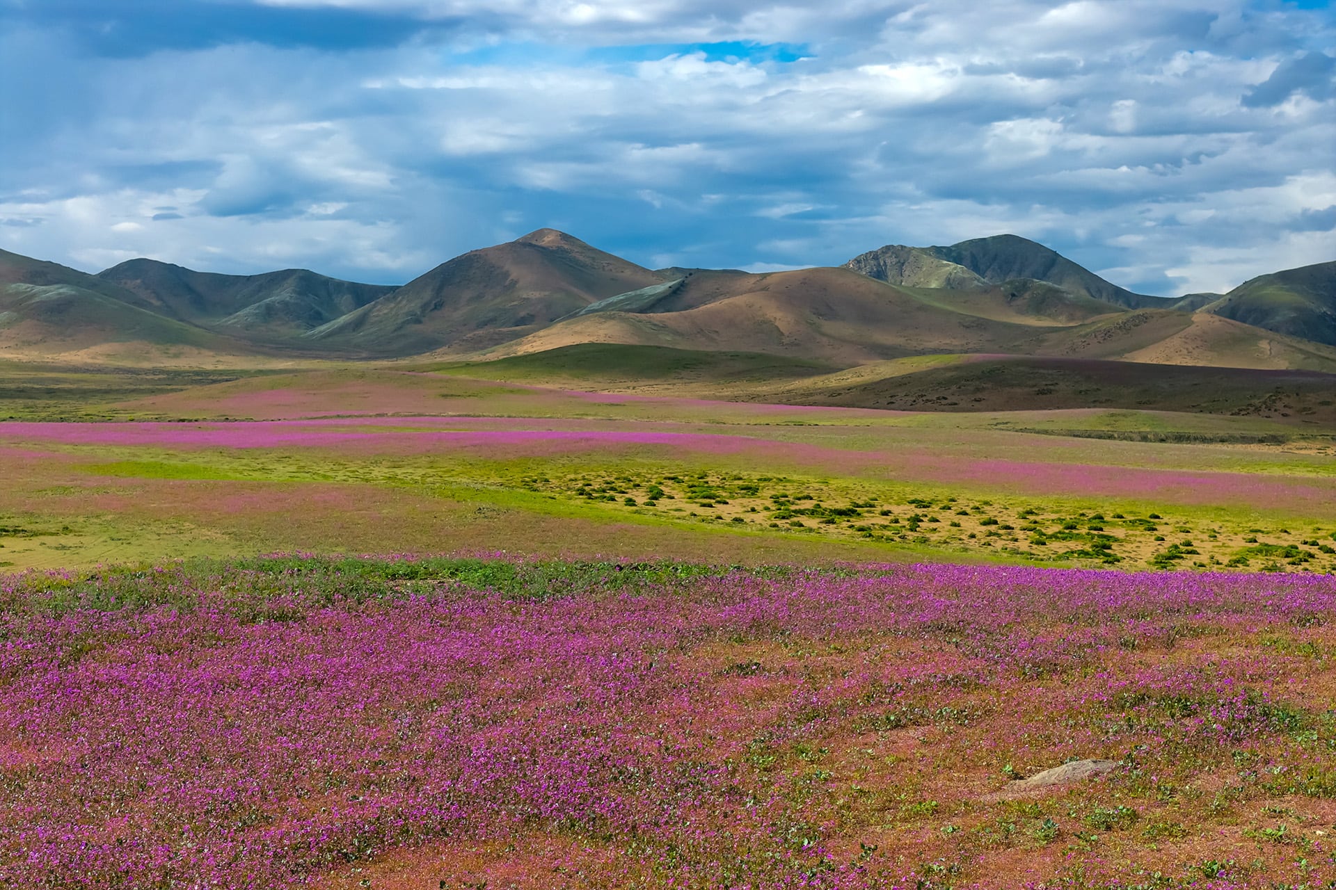 Cerca de 200 especies de plantas permanecen inactivas bajo el subsuelo árido hasta que reciben la humedad necesaria para germinar