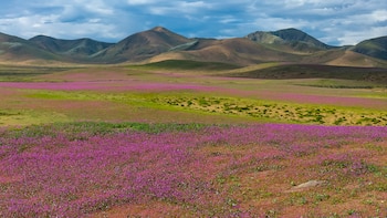 El desierto de Atacama, una de las zonas más áridas del mundo, se cubrió de flores tras las lluvias intensas vinculadas a El Niño