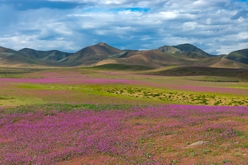 Atacama con flores por lluvias