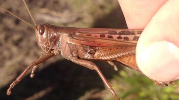 La primera manga que generó