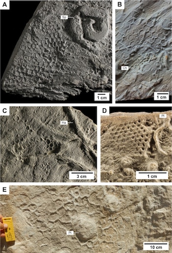 Cinco fotografías de superficies rocosas etiquetadas de la A a la E con redes hexagonales, trazas fósiles y escalas de medida