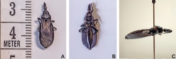 Tres fotografías muestran un insecto oscuro en vistas dorsal, ventral y lateral junto a una escala de medición y montado en un alfiler