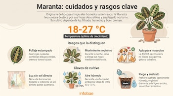 Infografía sobre la Maranta leuconeura con dibujos de una maceta, hojas ovaladas, animales domésticos, regadera y una ventana.