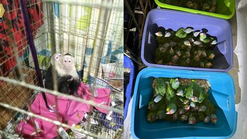 Los animales fueron puestos a