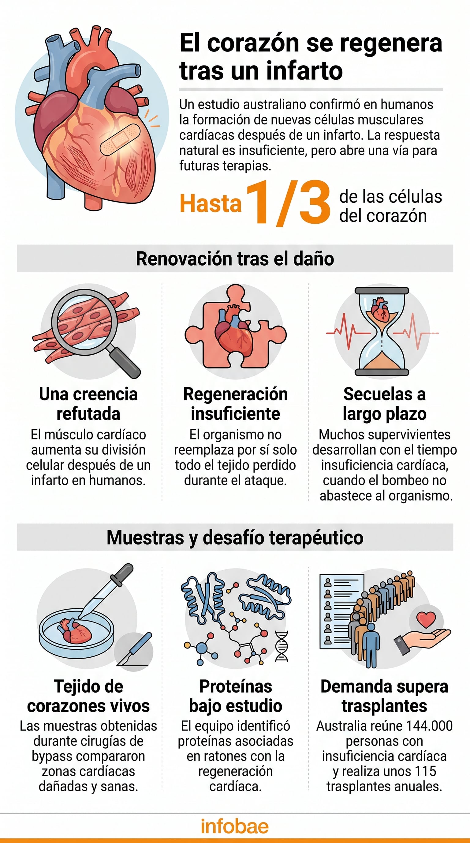 Investigadores de Australia hallaron que el músculo cardíaco genera nuevas células musculares después de sufrir un infarto, un proceso clave para el desarrollo de futuras terapias (Imagen Ilustrativa Infobae)