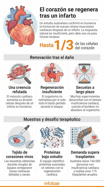 Ilustración de un corazón humano con una curita, iconos médicos de células, proteínas y personas, con texto explicativo e isologotipo de Infobae.