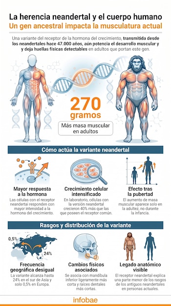 Infografía con ilustraciones de un hombre moderno, un neandertal, ADN, 270 gramos, un mapa con porcentajes, células, un cráneo y texto descriptivo.
