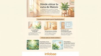 Infografía sobre dónde ubicar la planta cuna de Moisés, con ilustraciones de luz, temperatura, corrientes de aire, un bosque tropical y un rociador de agua.