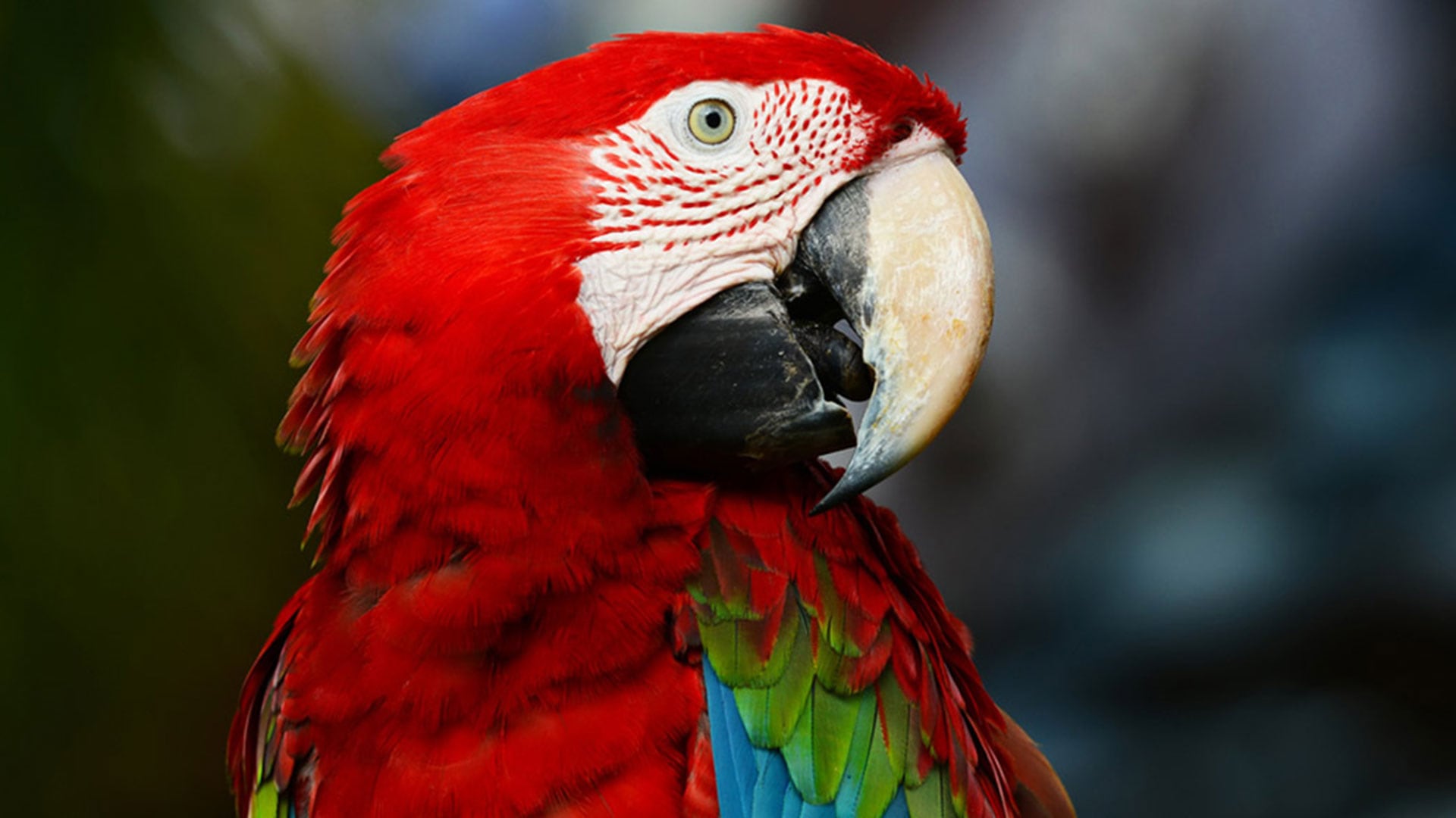 Las aves son el objetivo central de las mafias guatemaltecas: representan el 74% del total de los animales traficados. Los loros y las guacamayas conforman el grueso del volumen.