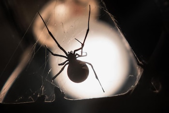 Las dos especies de arañas