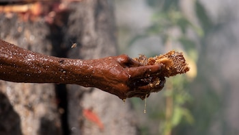 Colecta de miel en la