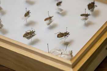 Hallan en Portugal una vinchuca llegada desde América y evalúan el riesgo de Chagas
