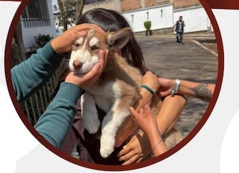 El perrito se encuentra a