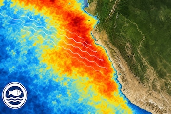 Mapa satelital de la costa del océano Pacífico con superposición de colores térmicos, flechas onduladas blancas y un logotipo circular.