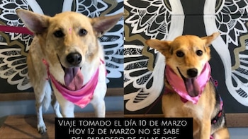 Dos perras que venían para