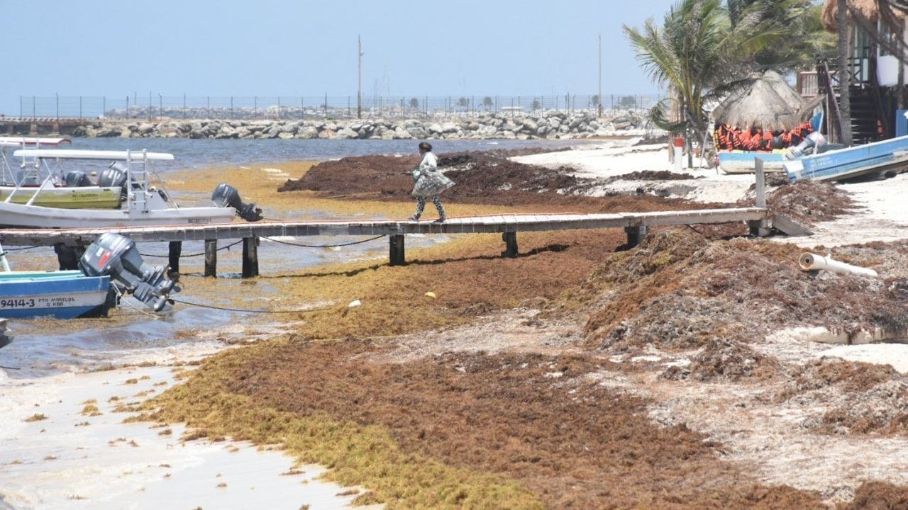 Gobierno de México anuncia estrategia para convertir el sargazo de Quintana Roo en fertilizante