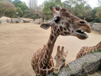 "Sicarú" es el nombre de