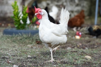 Una gallina blanca se sostiene sobre una pata en una granja