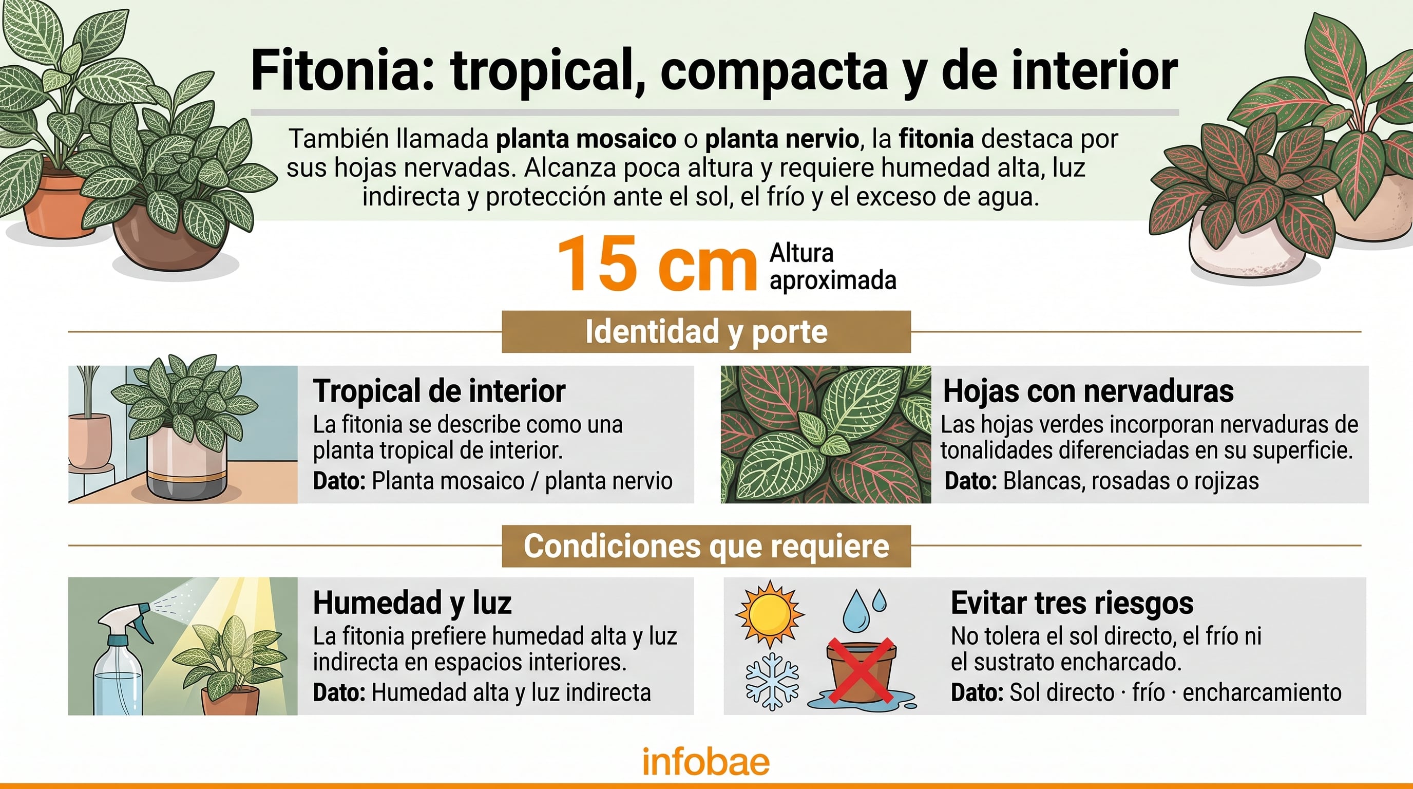 Características y condiciones de cultivo de la fitonia. (Imagen Ilustrativa Infobae)