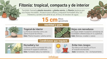 Infografía con ilustraciones de fitonias en macetas, bloques de texto informativo e iconos de un sol, una gota de agua y un copo de nieve.
