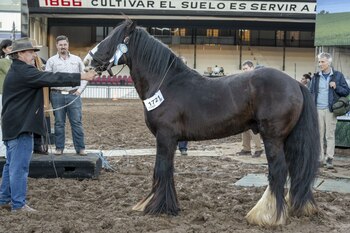 Con su melena ondulada, mirada