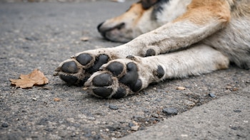 Misterio en Bolívar: más de 80 perros murieron envenenados y buscan identificar al responsable