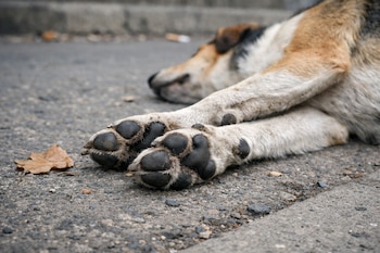 Perro tricolor (blanco, marrón, negro) yace en el asfalto. Primer plano de sus patas delanteras sucias junto a una hoja seca en el suelo.
