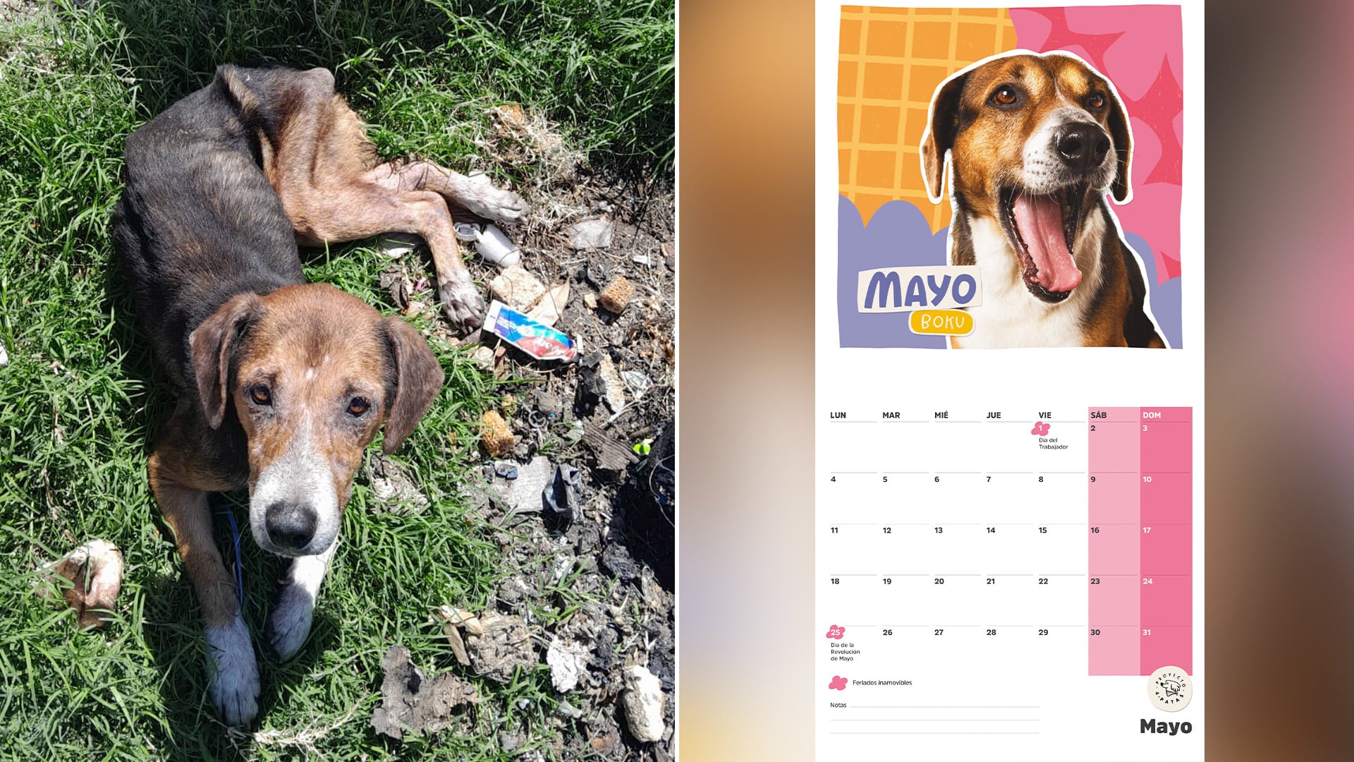 Boku, al momento del rescate y como protagonista en el calendario de P4P (Proyecto4patas)