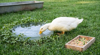 Pato blanco y amarillo bebiendo de un estanque circular. Comedero de madera con granos y vegetales en césped verde. Al fondo, bebedero metálico.