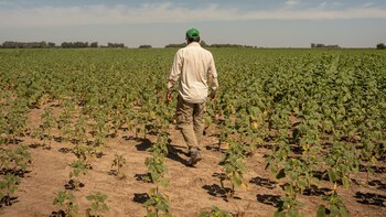 Argentina lanza “dólar Malbec” en