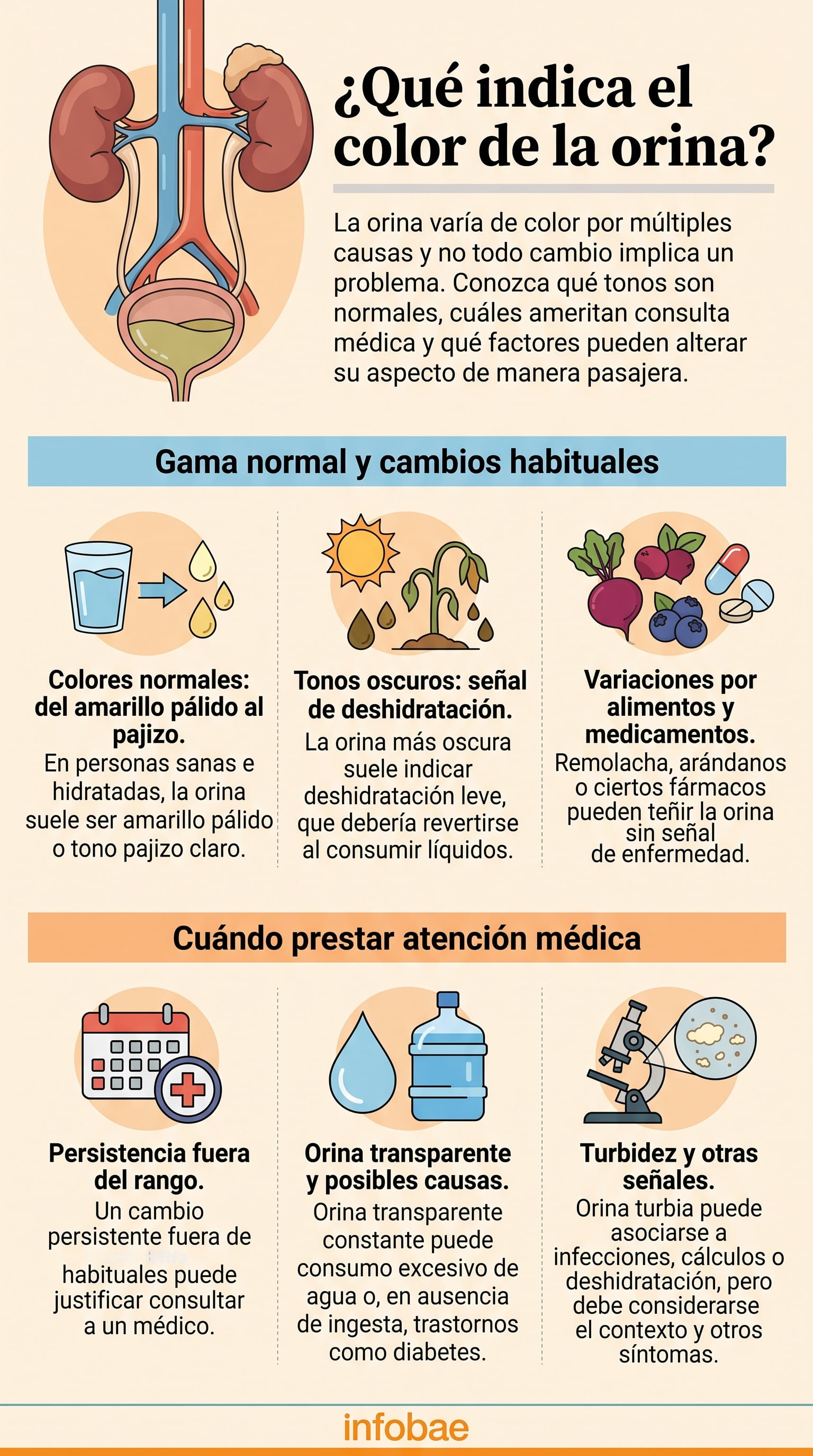 El color normal de la orina suele ubicarse entre el amarillo pálido y el tono pajizo claro en una persona sana e hidratada (Imagen Ilustrativa Infobae)