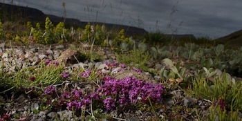 El suelo rocoso y el clima inhóspito de Kaffeklubben favorecen la aparición de especies adaptadas como la saxifraga púrpura y la amapola ártica (Wikipedia)