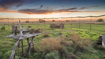 Uno de los yaguaretés dentro