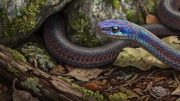 Ilustración de una serpiente con cabeza azulada y cuerpo grisáceo entre rocas con musgo, ramas y hojas secas.