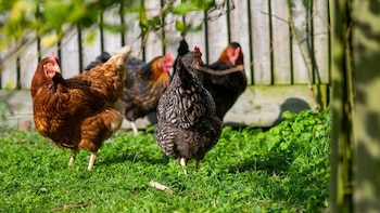 Cuatro gallinas de plumaje marrón y moteado caminan sobre el césped verde frente a una cerca vertical de tablas de madera