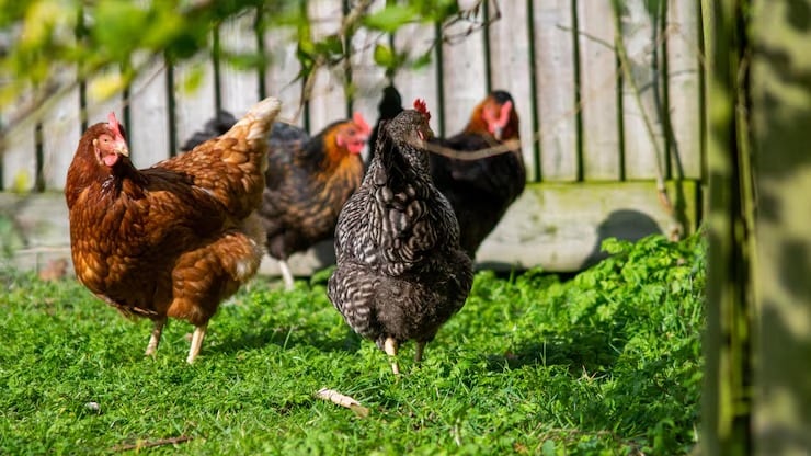 La falta de espacio, el desconocimiento biológico y la escasez de personal especializado condicionan el ingreso de animales escasos a los zoológicos (Magnific)